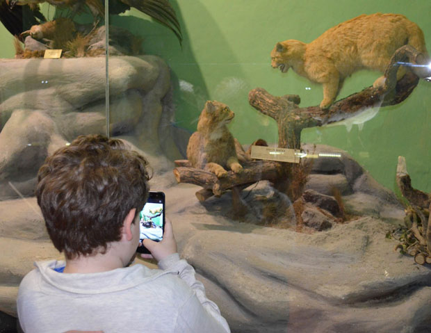 Музеј у Вршцу: Звери у витрини као живе